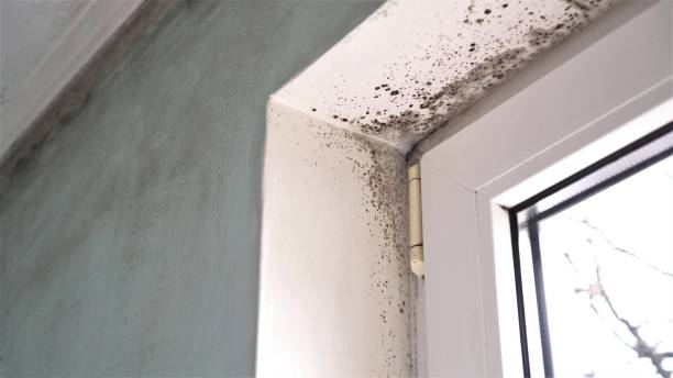 Best Basement Mold Removal  in Granger, IA