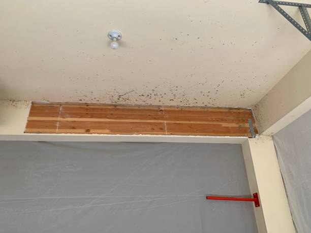 Best Mold Remediation for Healthcare Facilities  in Granger, IA