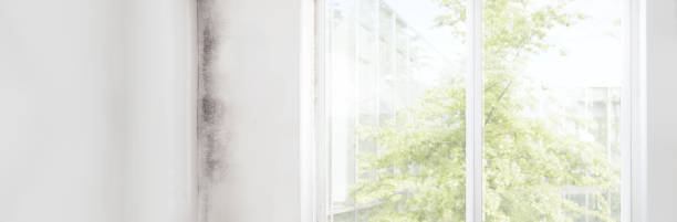 Best Mold Documentation for Insurance Claims  in Granger, IA