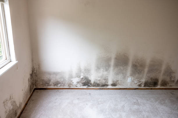Best Asbestos and Lead Testing During Mold Inspection  in Granger, IA