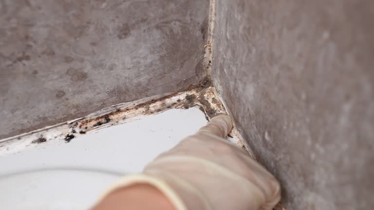 Mold Remediation for Vacation Homes in Granger, IA